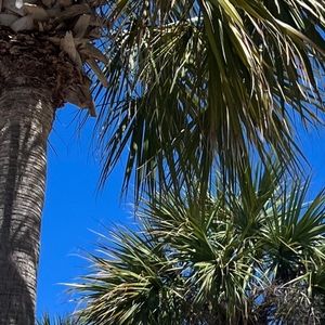 Meet your Posher, Lina